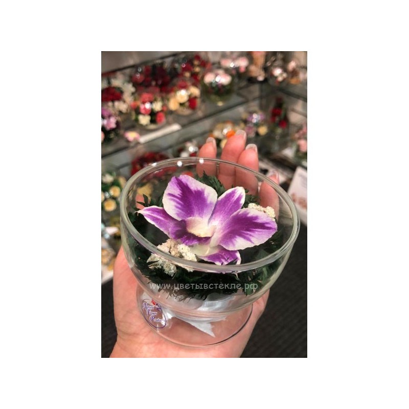орхидея в стекле 05_01
